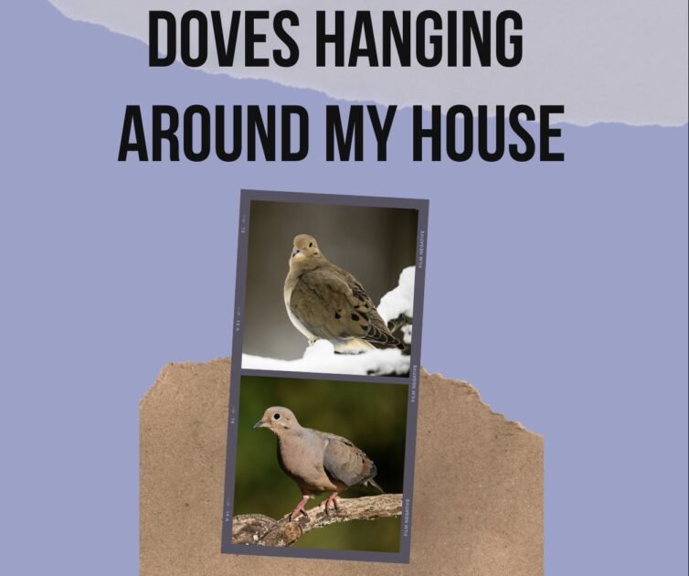 Doves Hanging Around My House: 7 Spiritual Meanings